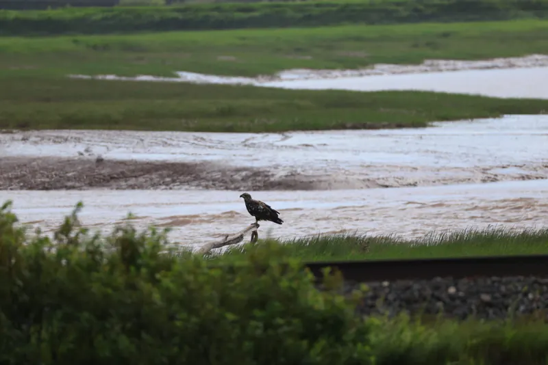 Bald Eagle, Jul 5, 2026
