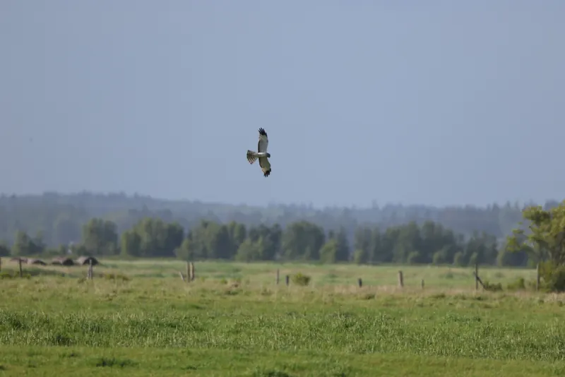 Northern Harrier, Jul 5, 2026