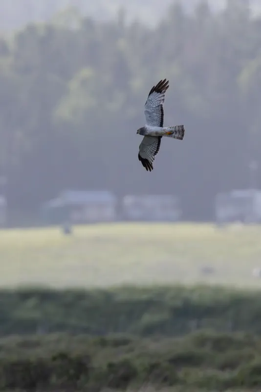 Northern Harrier, Jul 5, 2026