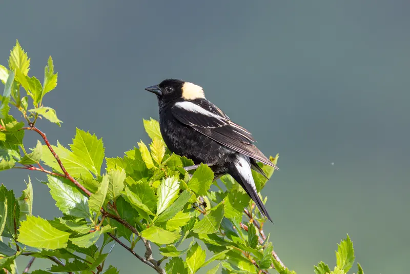 Bobolink