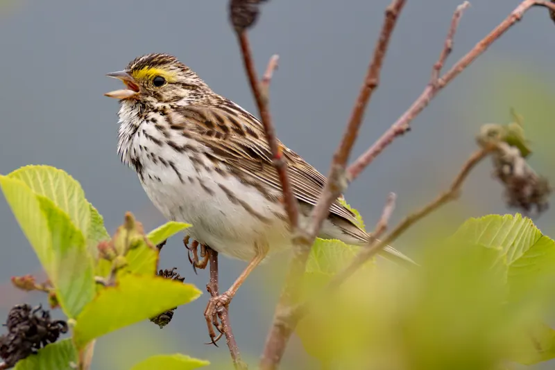 Savannah Sparrow, Jul 5, 2026