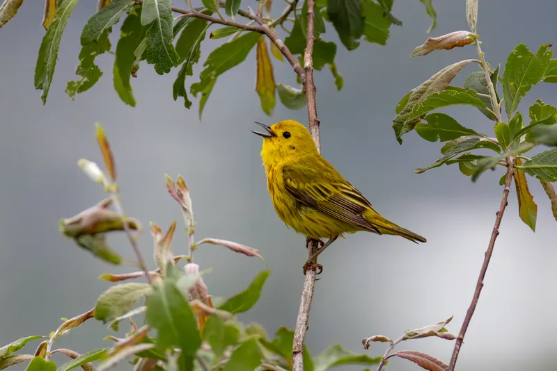 Yellow Warbler, Jul 5, 2026