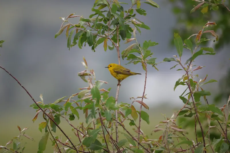 Yellow Warbler, Jul 5, 2026