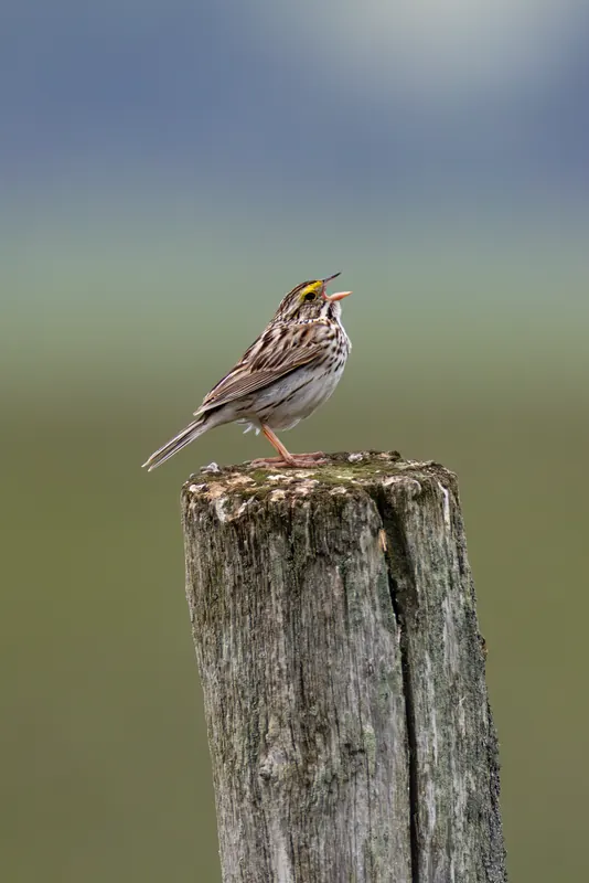 Savannah Sparrow, Jul 5, 2026