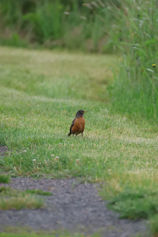 American Robin, Jul 5, 2026