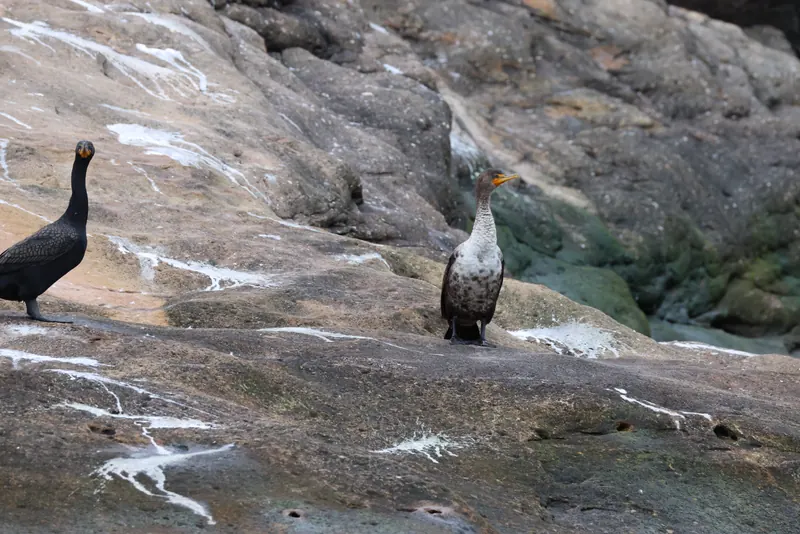 Double-crested Cormorant, Jul 5, 2026