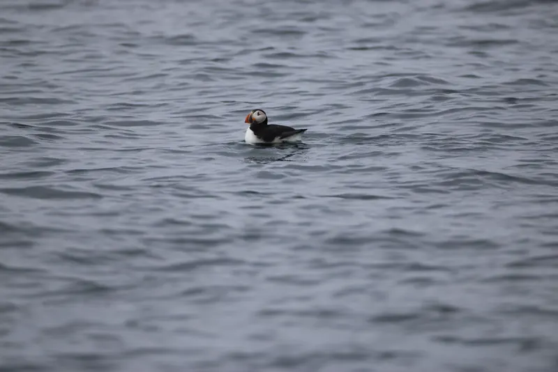 Atlantic Puffins, Jul 5, 2026