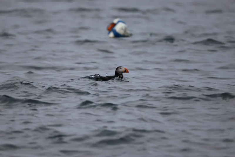 Atlantic Puffins, Jul 5, 2026