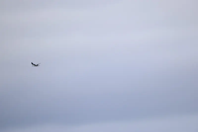 Northern Gannet, Jul 5, 2026