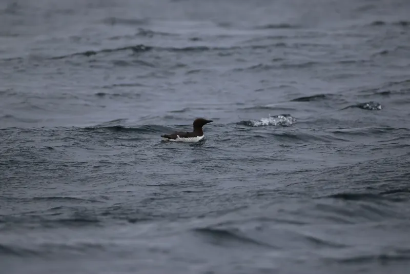 Common murre, Jul 5, 2026