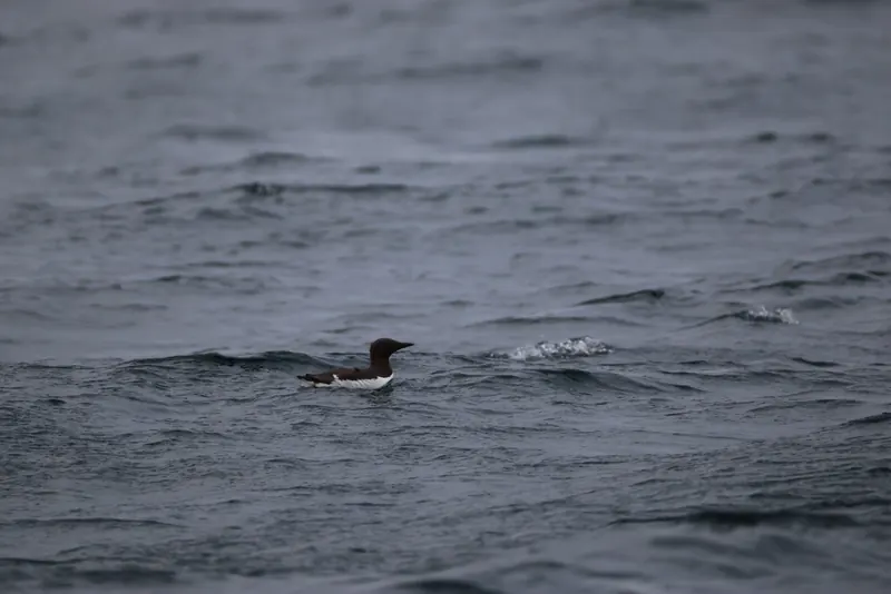 Common murre, Jul 5, 2026