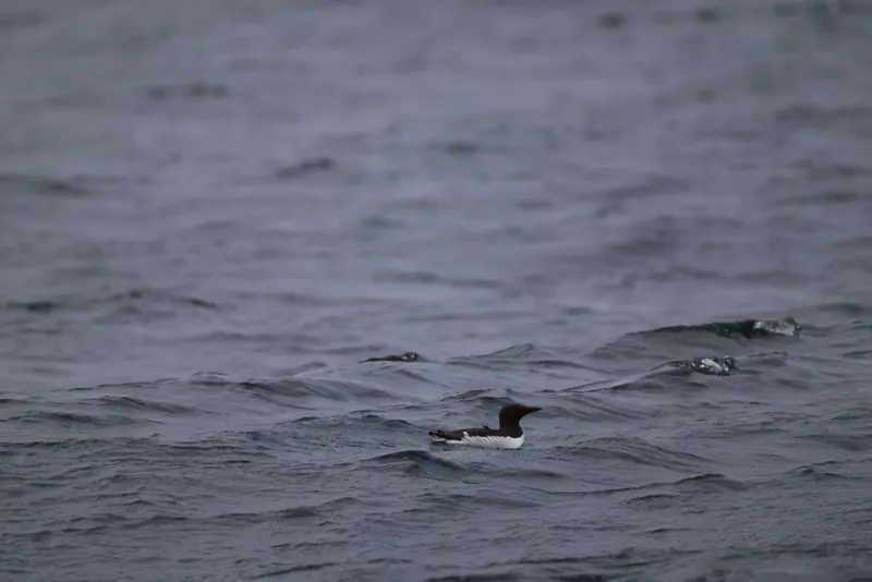 Razorbill, Jul 5, 2026