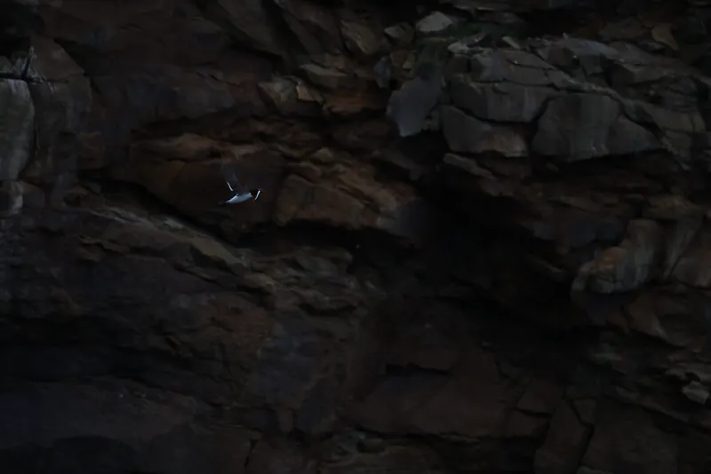 Razorbill, Jul 5, 2026