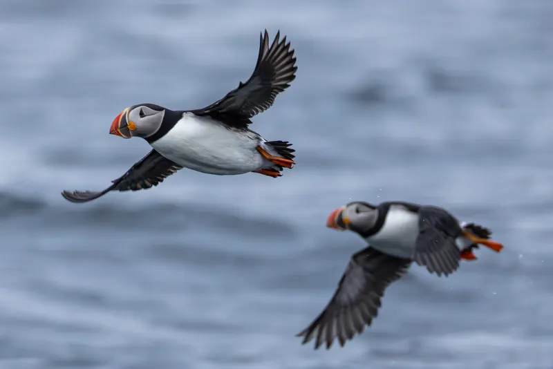 Atlantic Puffins, Jul 5, 2026