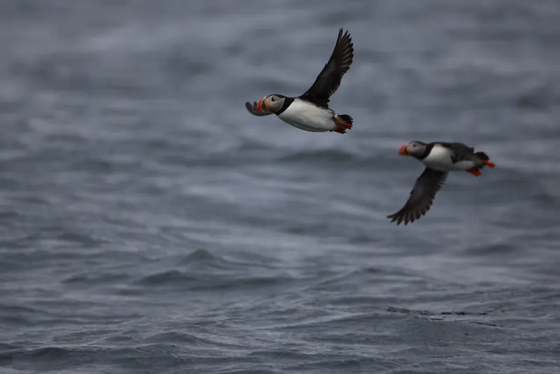 Atlantic Puffins, Jul 5, 2026