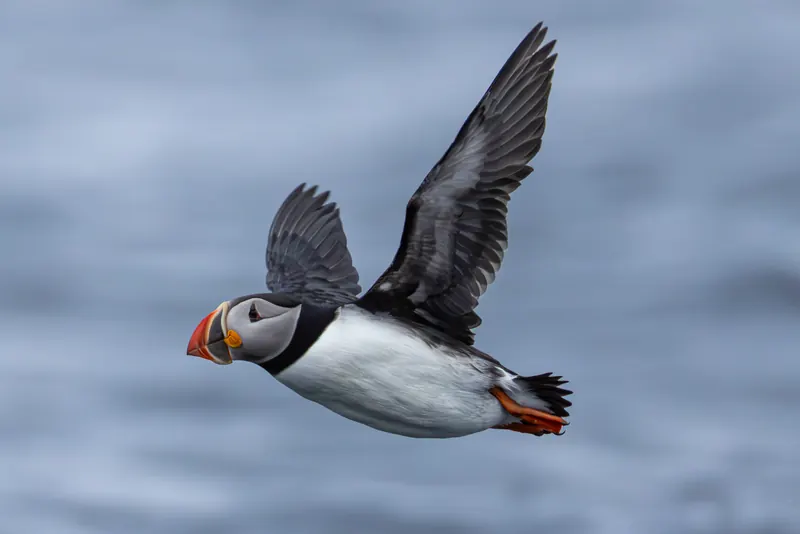 Atlantic Puffins, Jul 5, 2026