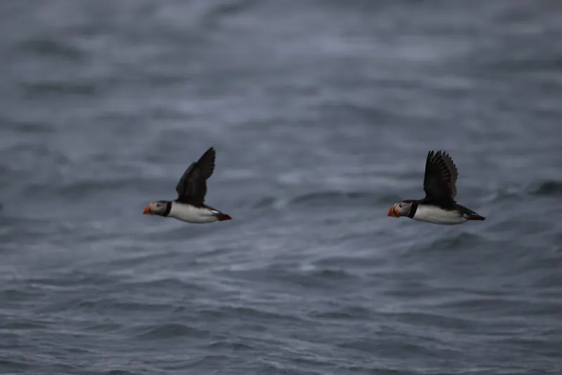 Atlantic Puffins, Jul 5, 2026