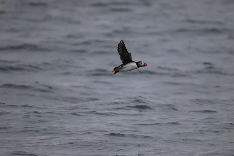 Atlantic Puffins, Jul 5, 2026