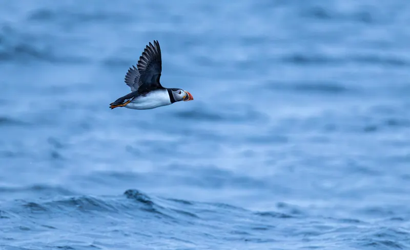 Atlantic Puffins, Jul 5, 2026