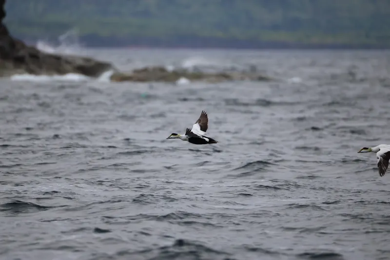 Common Eider, Jul 5, 2026