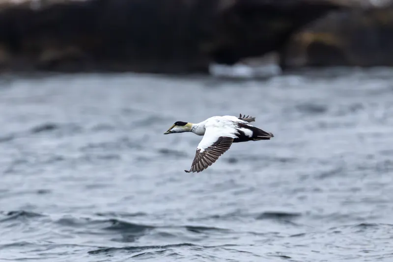Common Eider, Jul 5, 2026