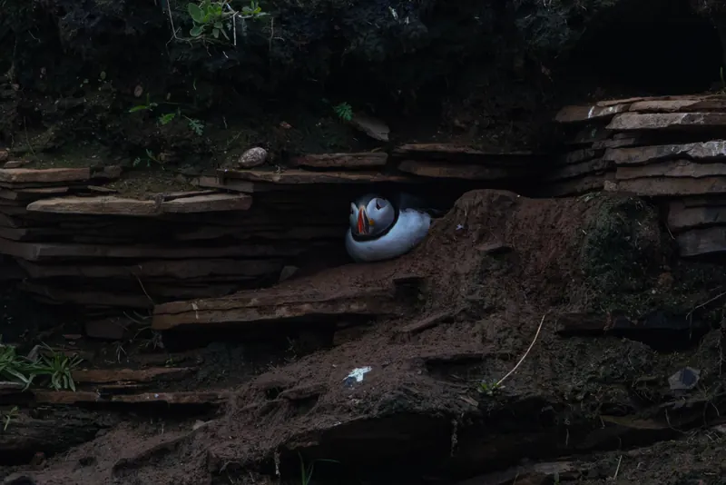 Atlantic Puffins, Jul 5, 2026