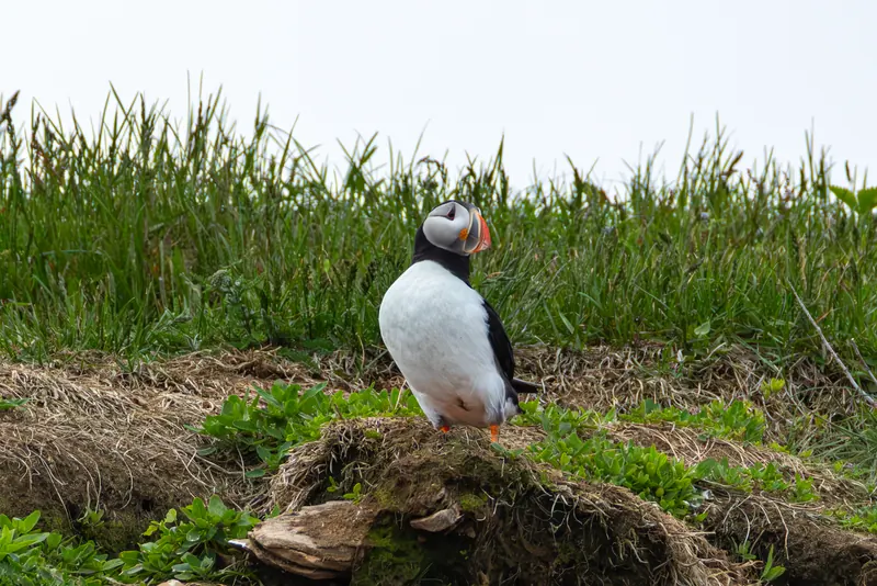 Atlantic Puffins, Jul 5, 2026