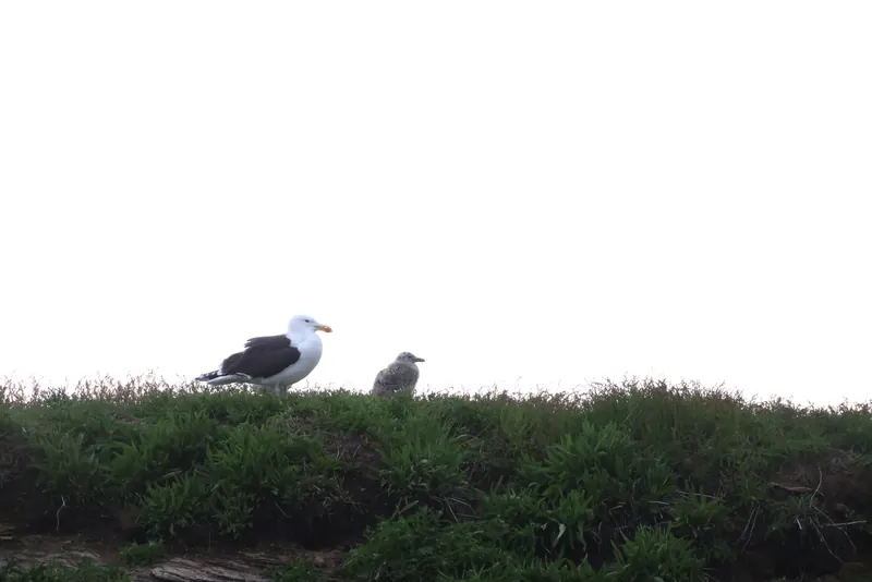Great Black-backed Gull, Jul 5, 2026