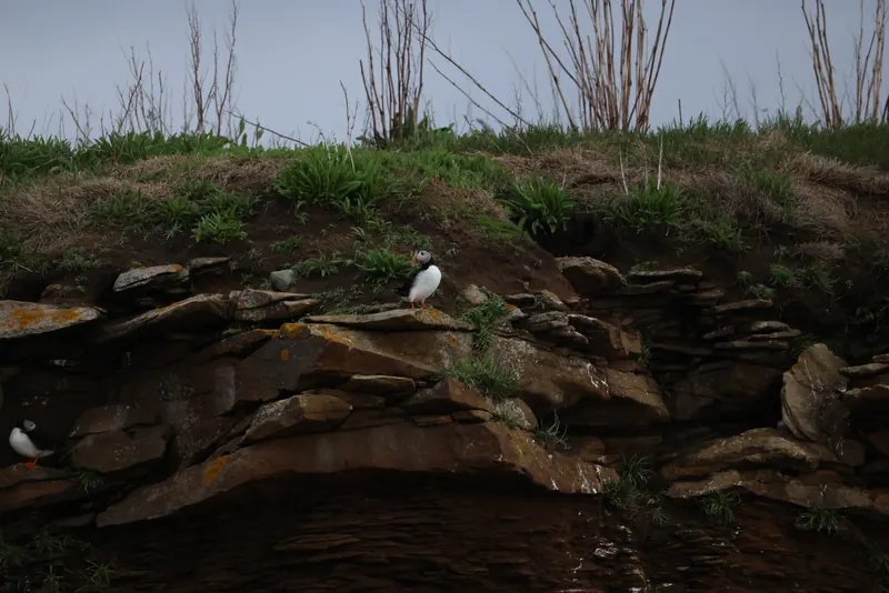 Atlantic Puffins, Jul 5, 2026