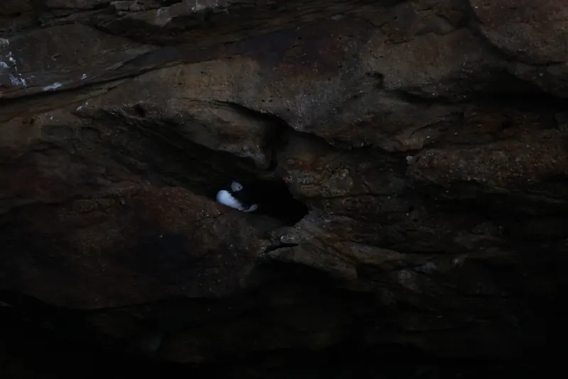 Atlantic Puffins, Jul 5, 2026