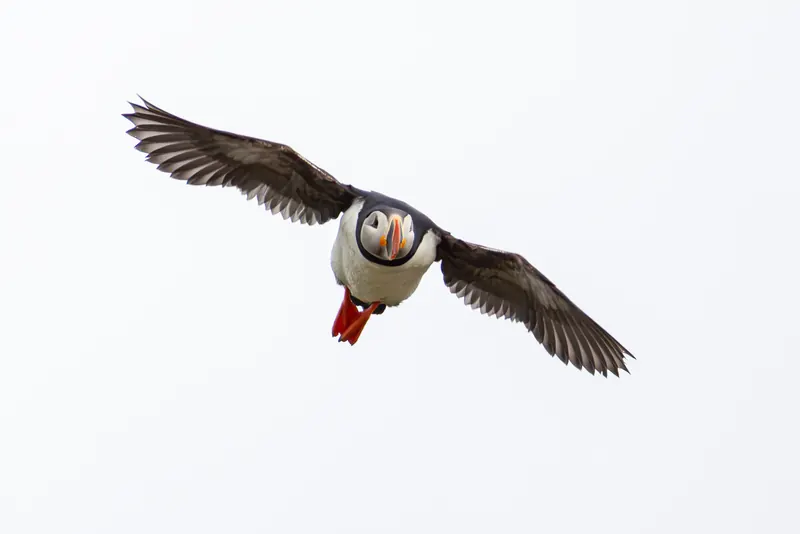 Atlantic Puffins, Jul 5, 2026
