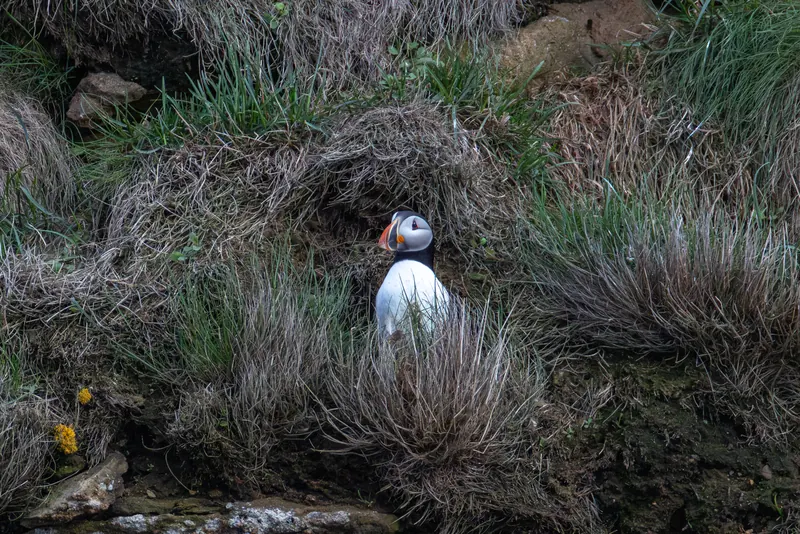 Atlantic Puffins, Jul 5, 2026