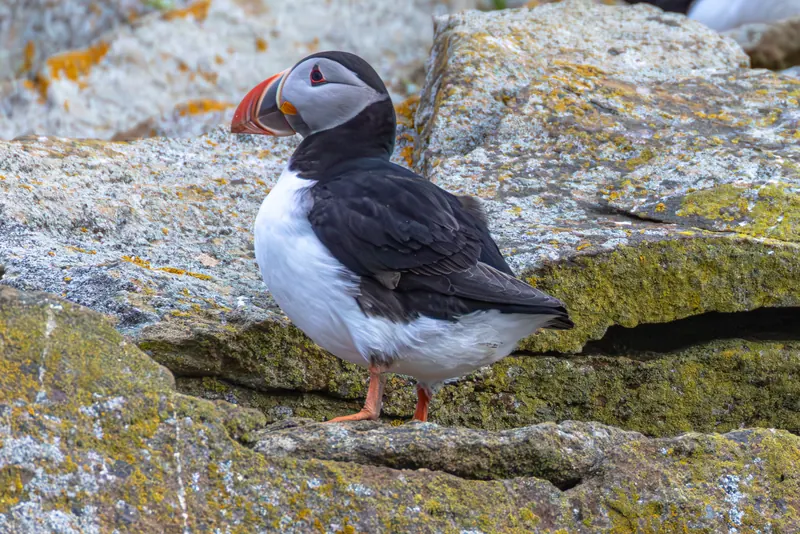 Atlantic Puffins, Jul 5, 2026