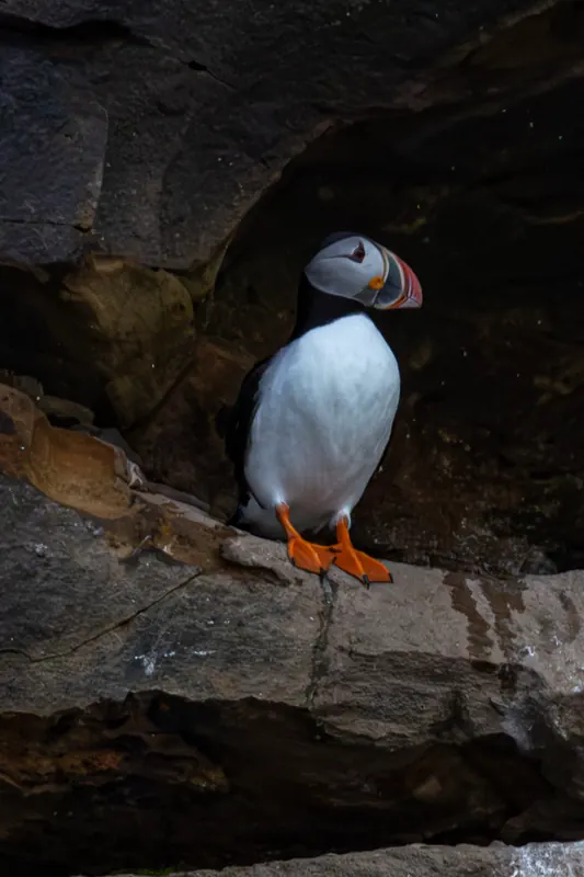 Atlantic Puffins, Jul 5, 2026