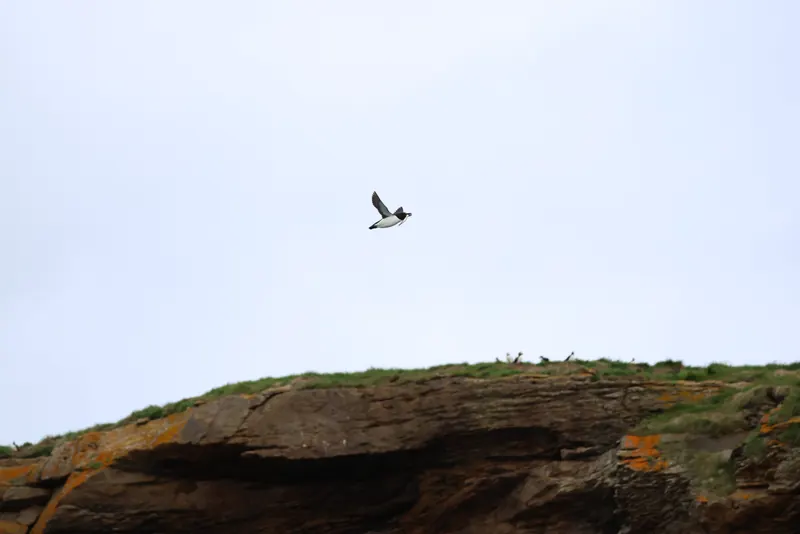 Razorbill, Jul 5, 2026