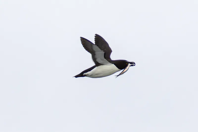 Razorbill, Jul 5, 2026