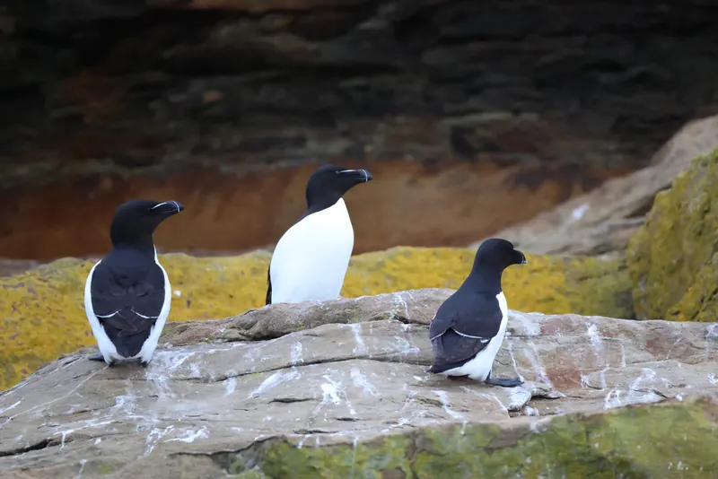 Razorbill, Jul 5, 2026