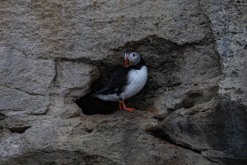 Atlantic Puffins, Jul 5, 2026