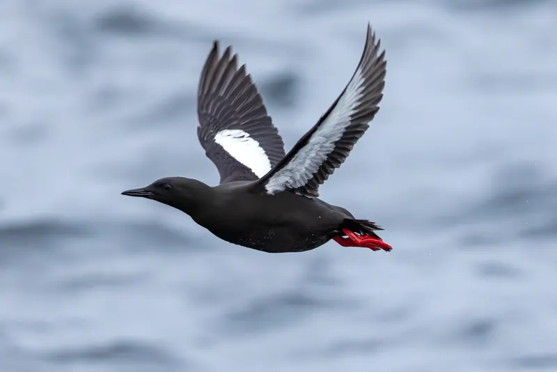 Black Guillemot