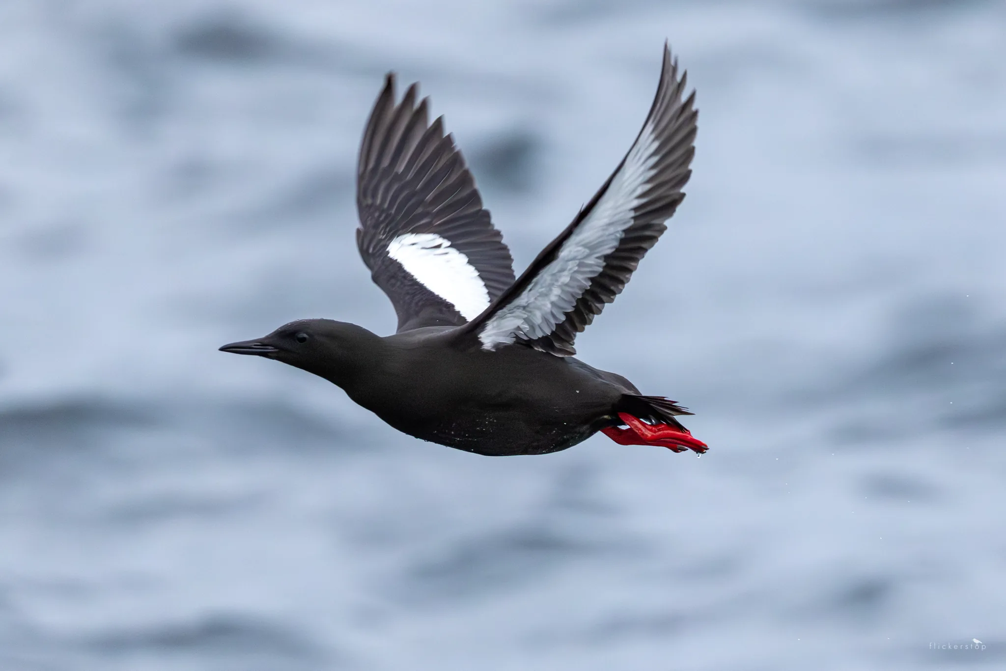 Black Guillemot