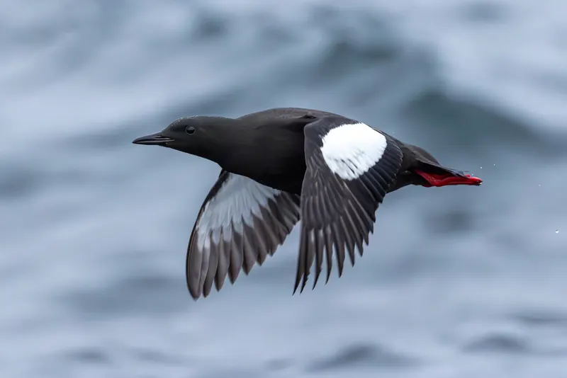 Black Guillemot, Jul 5, 2026