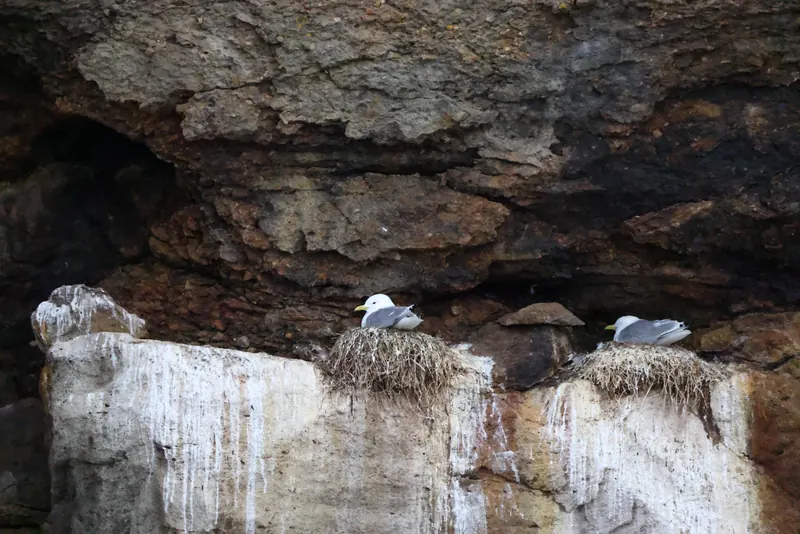 Black-legged kittiwake, Jul 5, 2026