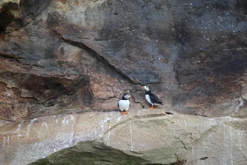 Atlantic Puffins, Jul 5, 2026