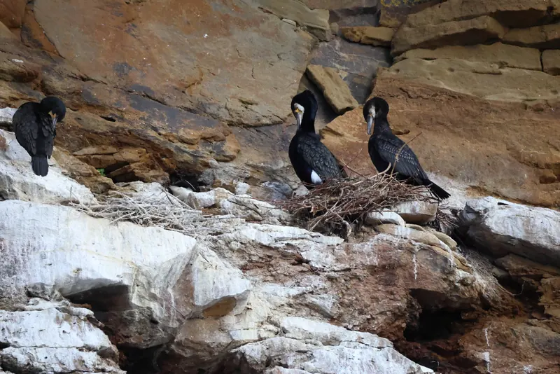 Great cormorant, Jul 5, 2026