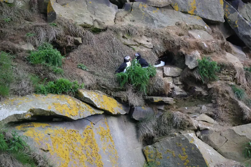 Atlantic Puffins, Jul 5, 2026