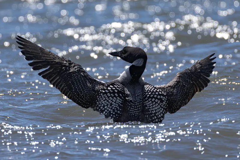 Common Loon, Jul 5, 2026