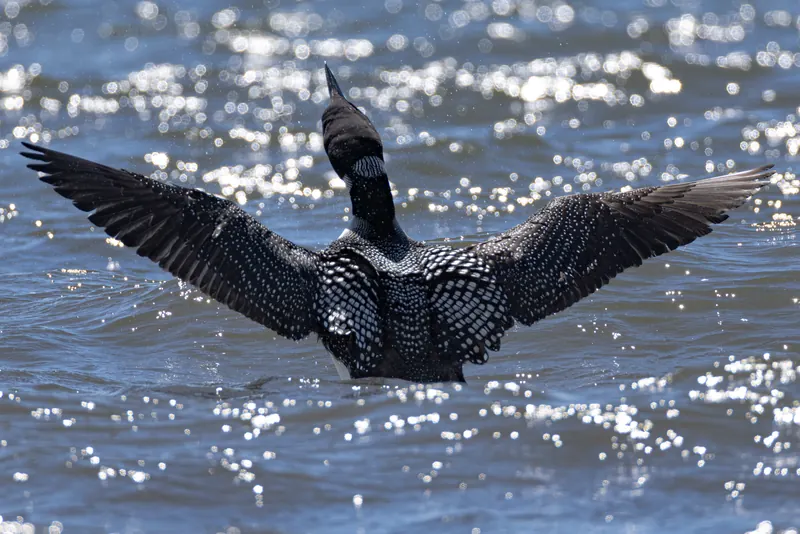 Common Loon, Jul 5, 2026