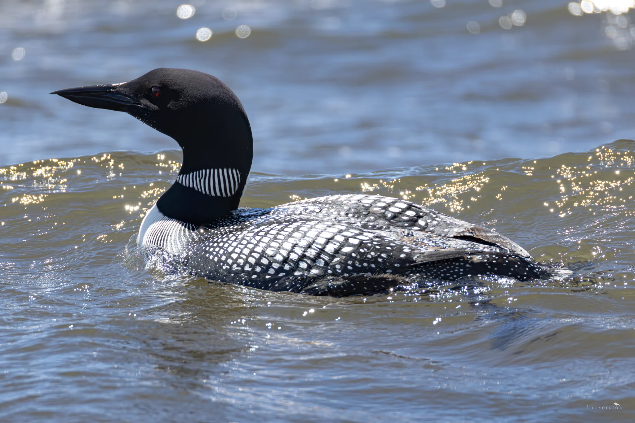 Common Loon