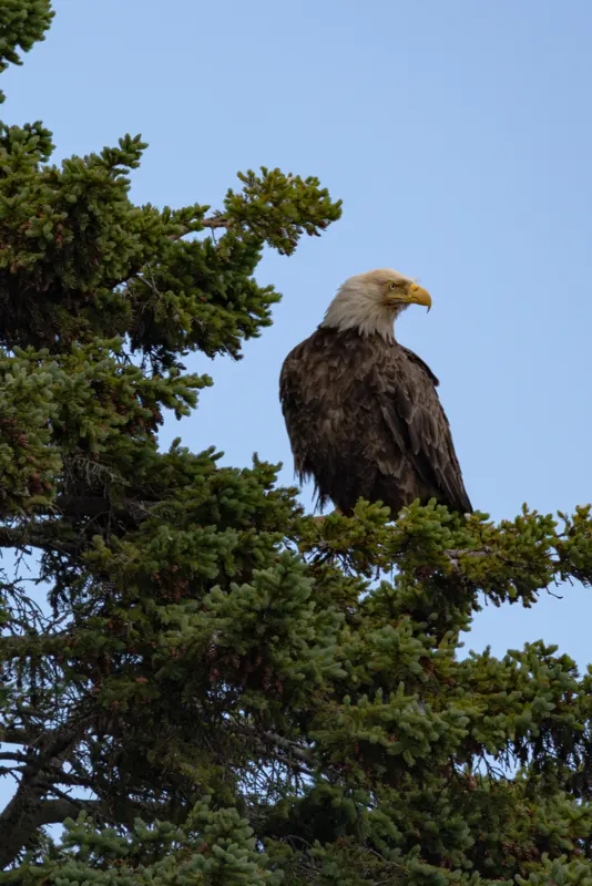 Bald Eagle, Jul 5, 2026