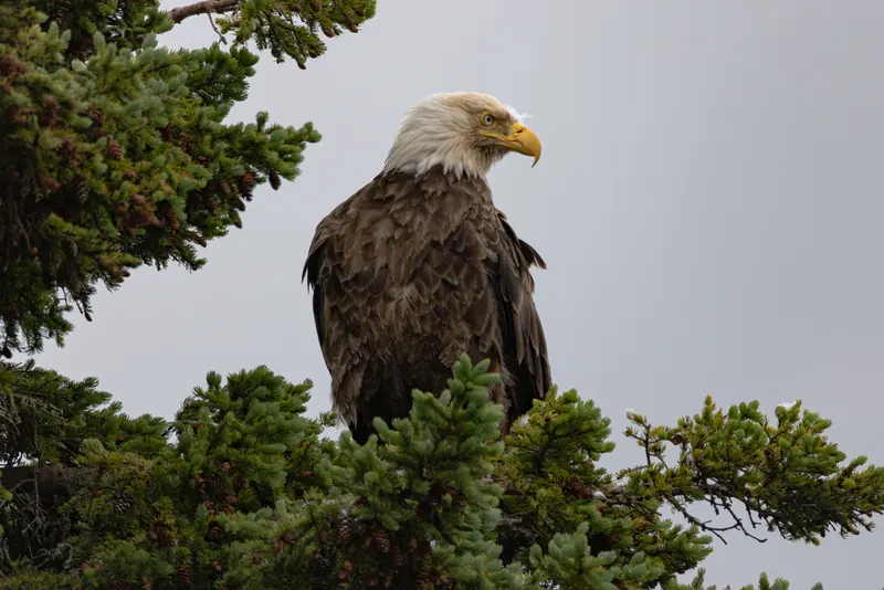 Bald Eagle